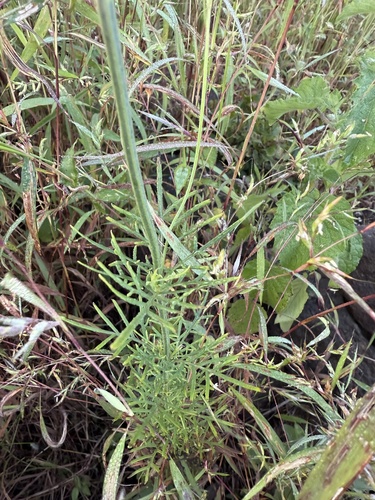Lavandula bipinnata, photograph 4