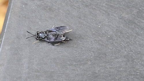 Unknown species found near West Cambridge, Cambridge, MA, USA