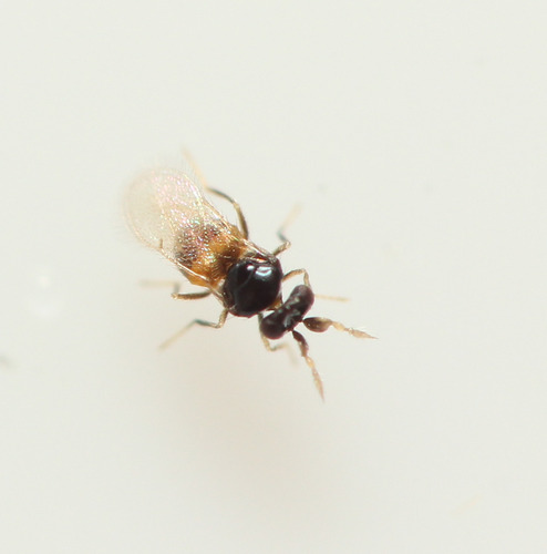 Euderomphale chelidonii