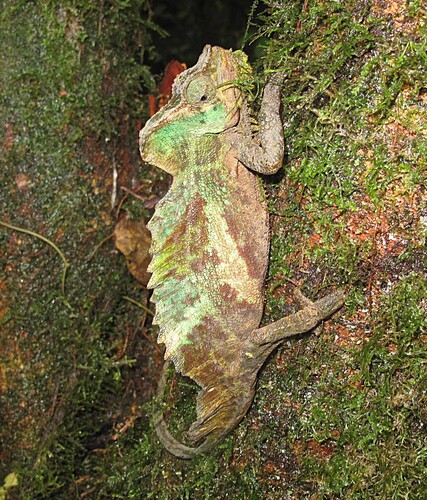 Trioceros quadricornis eisentrauti