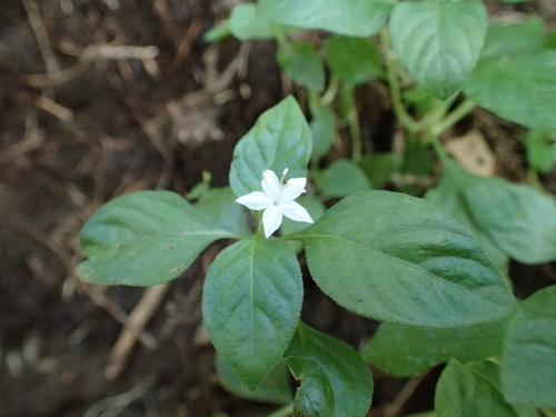 Pseudopyxis heterophylla iNat (1)