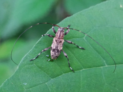 Nyssodrysternum cotopaxi