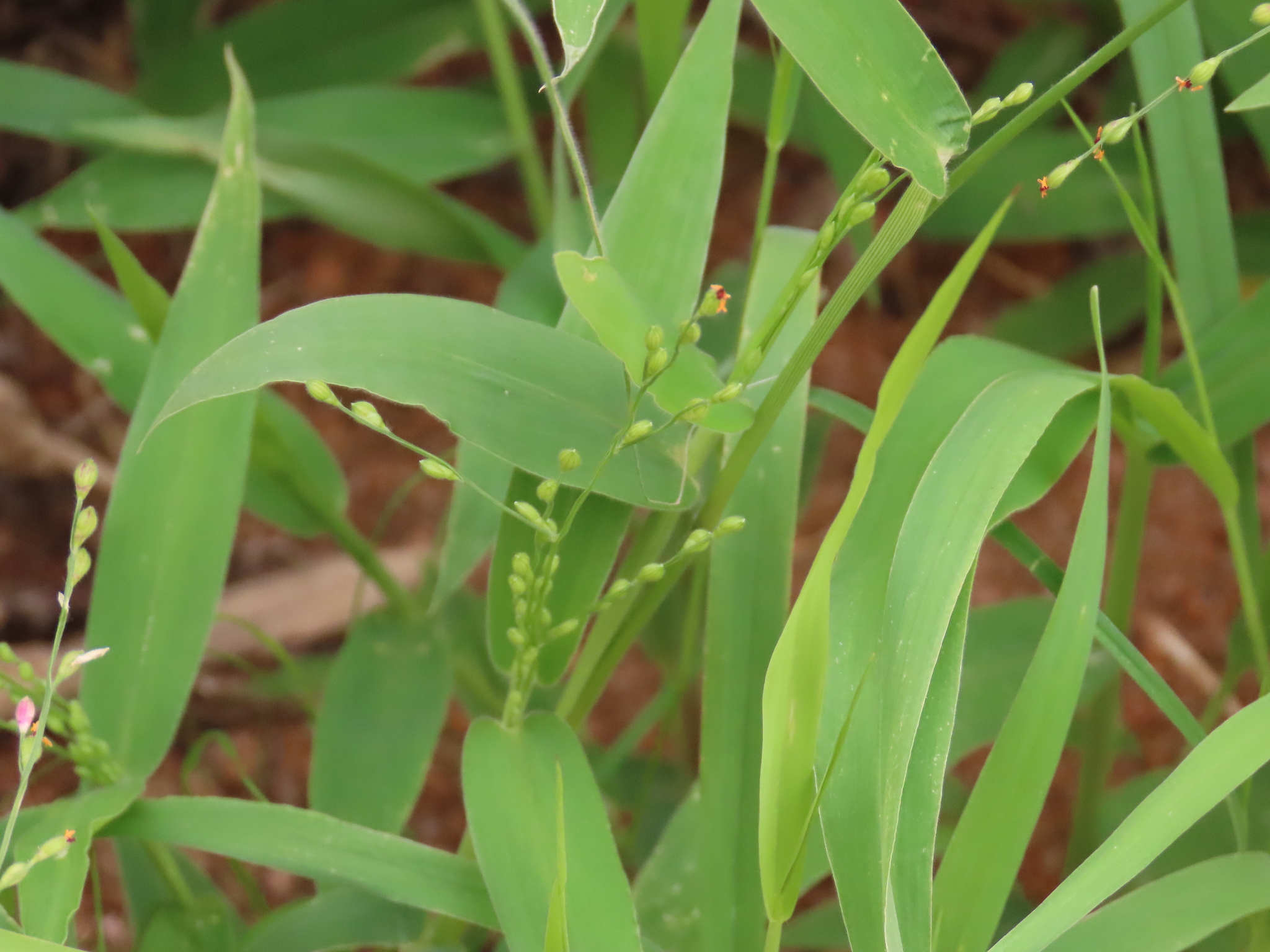 False Signal Grass (Urochloa deflexa)