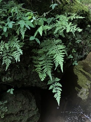 Cystopteris tennesseensis