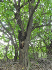 Ficus americana