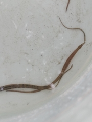 Syngnathidae
