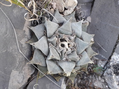 Ariocarpus retusus retusus