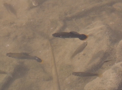 Poecilia mexicana