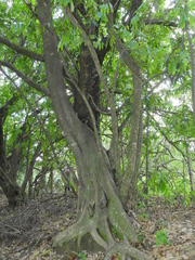 Ficus americana