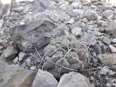 Thelocactus hexaedrophorus hexaedrophorus