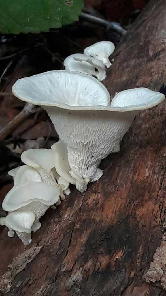 Favolus brasiliensis · December 2019 · photo: © douglas-u-oliveira (iNaturalist, cc-by)