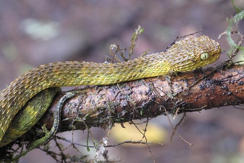 African Bush Viper