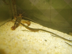 Syngnathidae