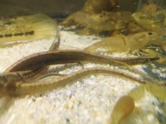 Syngnathidae
