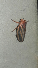 Mahanarva