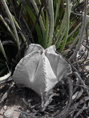 Astrophytum myriostigma