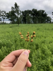 Carex bicknellii