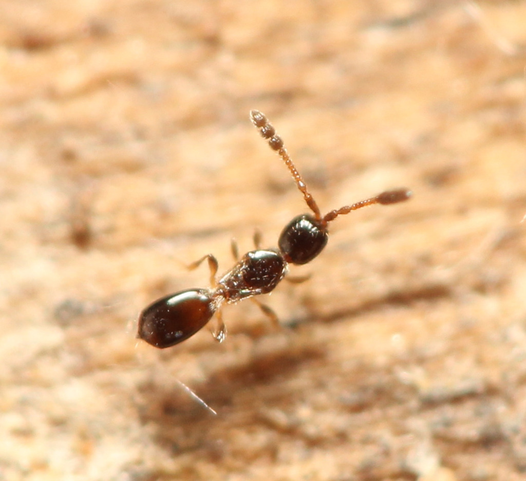 Basalys cymocles