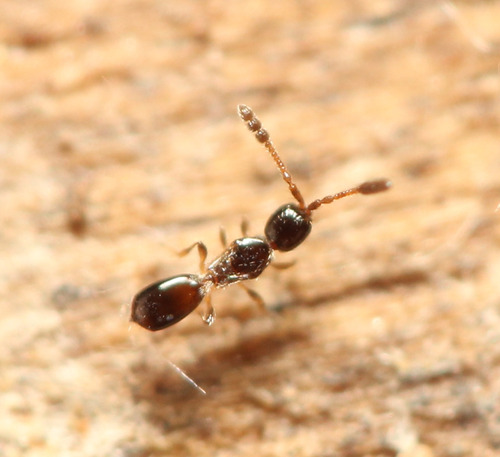 Basalys cymocles