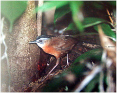 Pellorneum capistratum