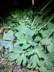 Peucedanum japonicum