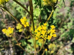 Kalanchoe longiflora