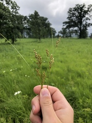 Juncus interior
