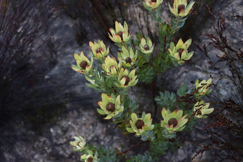 Leucadendron procerum, photograph 4