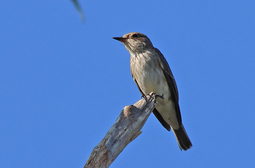 Spotted Flycatcher, Rotterdam Rechter Maasoever, Rotterdam, Netherlands, photo 7 of 10