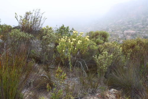 Leucadendron procerum, photograph 6