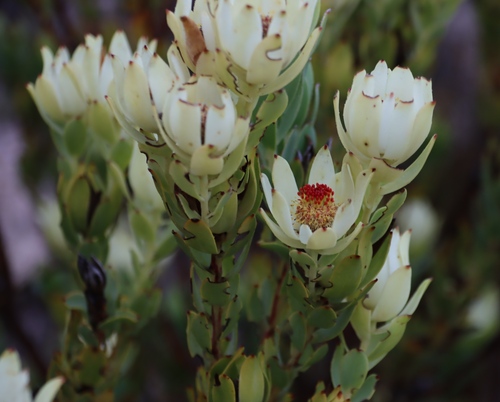 Leucadendron procerum, photograph 2