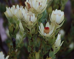 Leucadendron procerum, photograph (c) Tony Rebelo, some rights reserved (CC BY-SA)