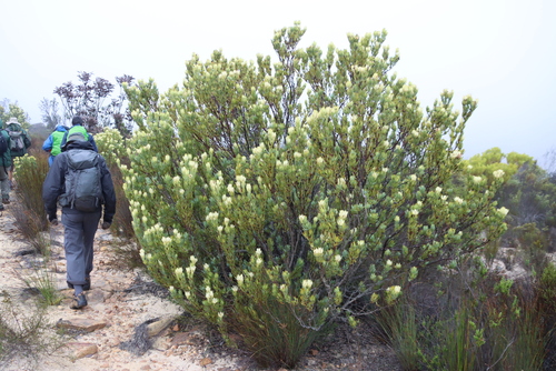Leucadendron procerum, photograph 3