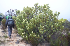 Leucadendron procerum, photograph (c) Tony Rebelo, some rights reserved (CC BY-SA)