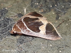 Bastilla