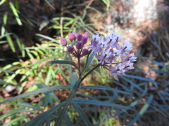 Asclepias angustifolia