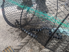 Laticauda laticaudata