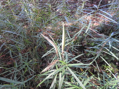 Asclepias angustifolia