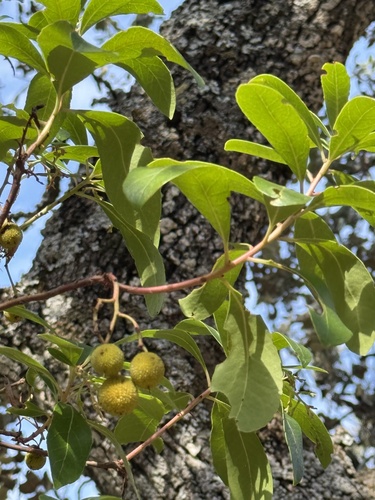 strawberry tree