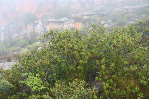 Hyaenanche globosa (Hyaenanche globosa)