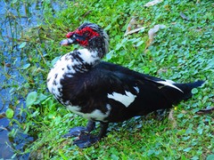 Cairina moschata domestica