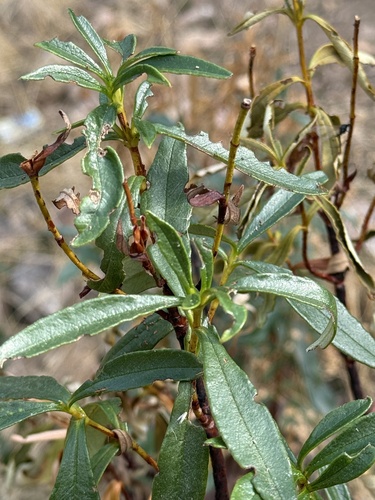 Gum Rock-rose