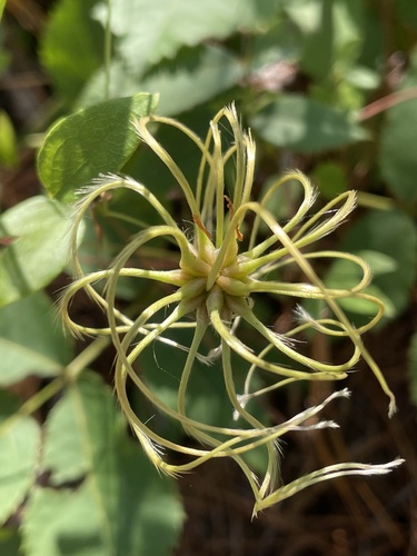 Netleaf Leather Flower (Clematis reticulata)