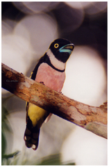 Eurylaimus ochromalus