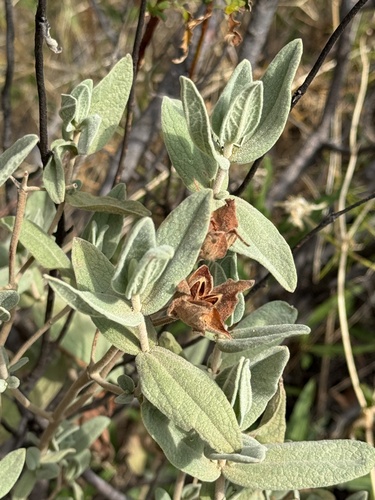 Grey-leaved Cistus