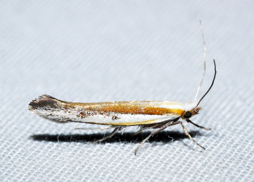 Zelleria proterospila