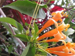 Pyrostegia venusta