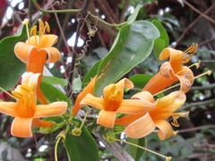 Pyrostegia venusta