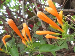 Pyrostegia venusta