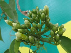 Pyrostegia venusta